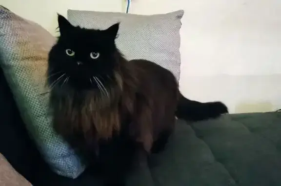 Chat perdu : Chacha, truffe noire, Nantes - photo