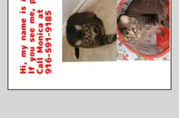 Lost Cat Refer: Brown, Black & White