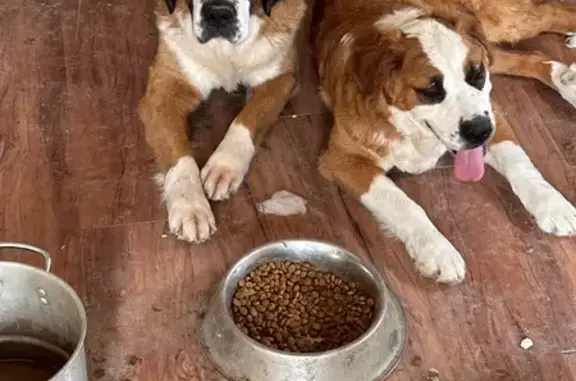 Found pets Arkansas City, photo: Adopt 2 Sweet Puppies in West Memphis!