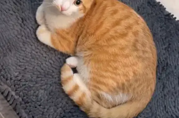 Chat roux et blanc perdu à Argenteuil - photo