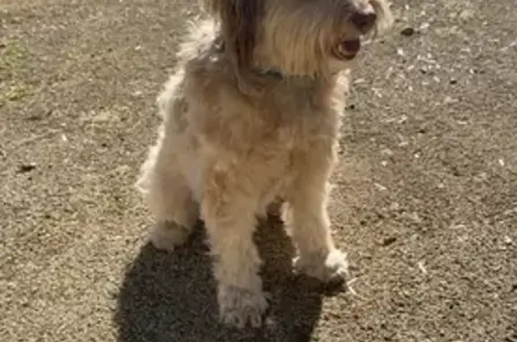 Chien perdu Béziers, photo : Chien perdu à Béziers, collier bleu et gris