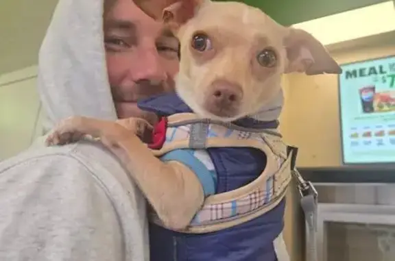 Lost: Tiny Tan Dog in Red Sweater