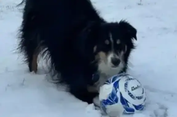 Lost Black Tri Australian Shepherd