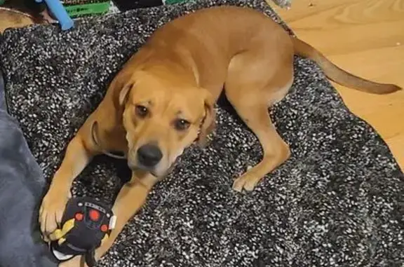 Help Find Maple: Tan Hound Pitt Mix Lost