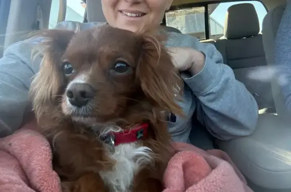 Found dog Overland Park, photo: Found Friendly Dog: Grant & 121st St.