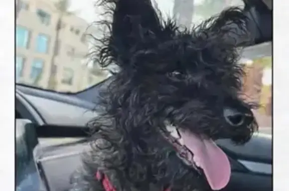 Help Find Our Missing Black Dog in Vegas!