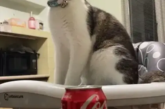 Lost Tabby Cat: Friendly & Rainbow-Collared