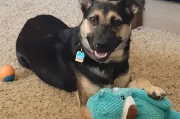 Lost German Shepherd in Fort Collins