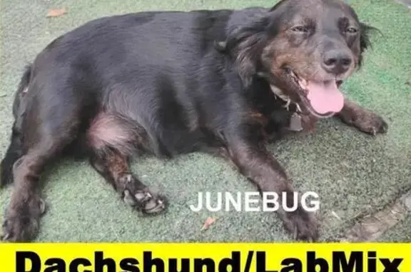 Missing dog, Augusta