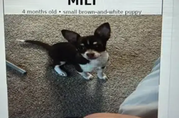 Lost pets El Paso, photo: Lost Dog: Brown & White, Big Ears, El Paso