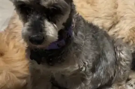 Missing dog, Knoxville