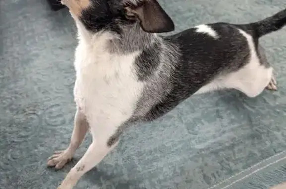 Found dog Kearns, photo: Found: Calm Black & White Chihuahua