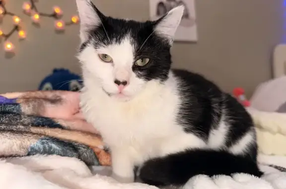 Lost Kitten: Unique Markings, Help Find!