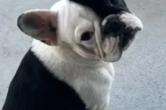 Lily the Dog Escaped! Help Find Her