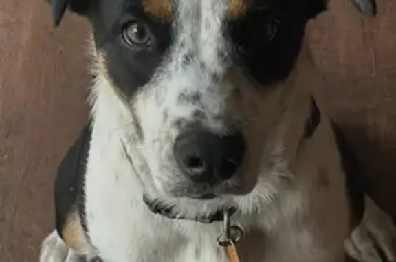 Lost Dog: Black/White/Tan in Florida