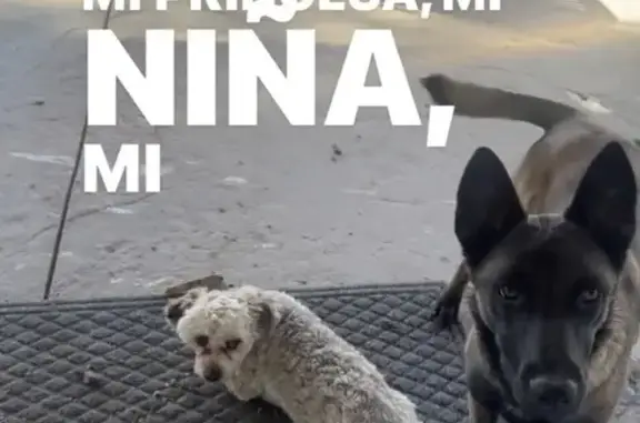 Lost Belgian Malinois - Help Find Bella!