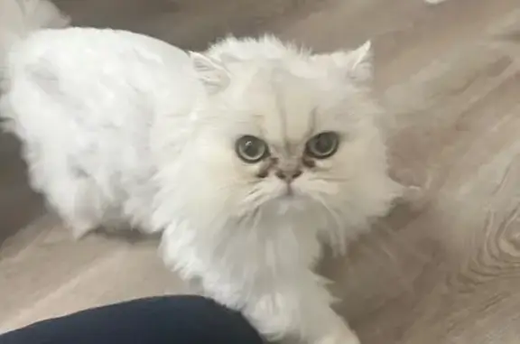 Lost Persian Cat: Fluffy, Green-Eyed Beauty - photo