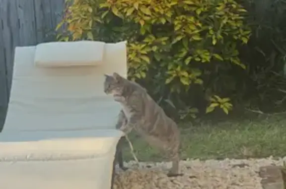 Missing cat Charleston, photo: Missing: Friendly Grey & Tan Cat, Mako