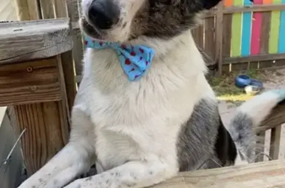 Missing: Nervous Dog in Groves Point, NC