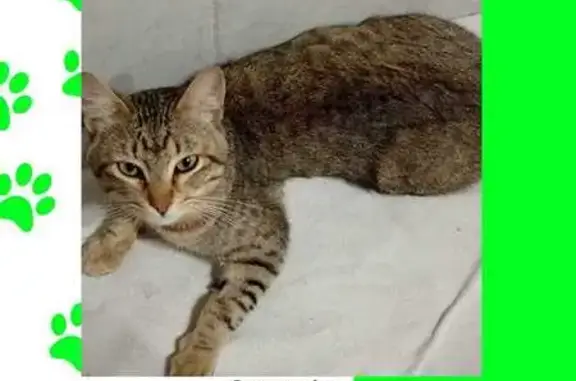 Se busca: Gato atigrado perdido en Neza