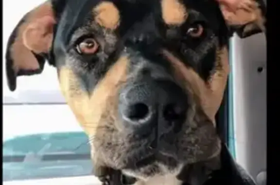 Lost pets Hurricane, photo: Lost Rottie Mix: Howls Near Hwy 91, Hurricane