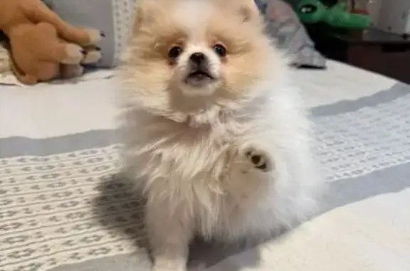 Animales perdidos , foto: ¡Ayuda a encontrar a Niky, pomerania perdida!