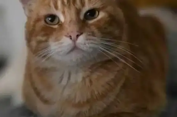 Chat roux tigré perdu à Pinsaguel - photo