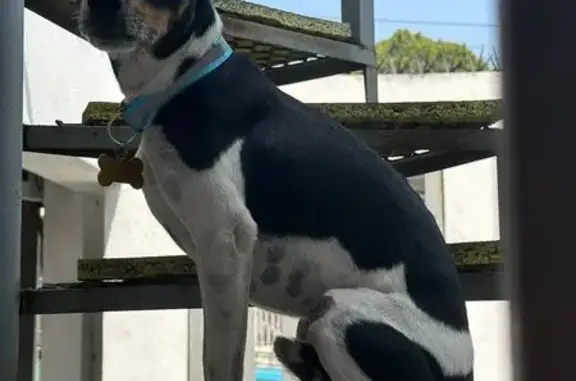 Perros perdidos, Monterrey, foto: Perro Jack Russell Perdido en Monterrey