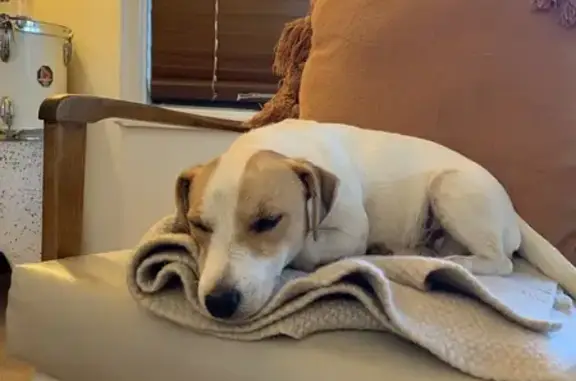 Lost Jack Russell: Help Find B...