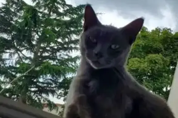 Chat gris foncé disparu à Meslay-du-Maine - photo