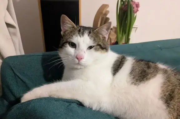 Chat trouvé Vaulx-en-Velin, photo: Chat domestique trouvé à Vaulx-en-Velin