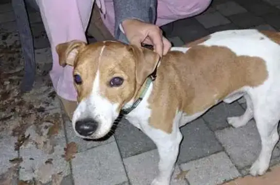 Animaux trouvés Mouans-Sartoux, photo: Jack Russel avec collier trouvé à Mouans