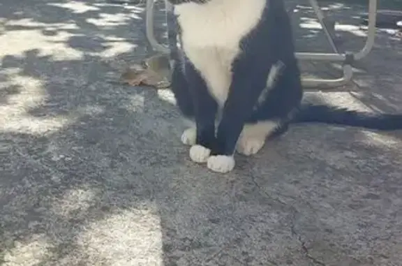 Chat noir et blanc disparu à Monclar - photo