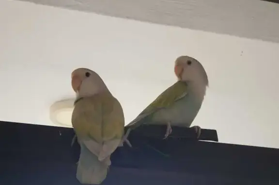 Lost and found pets Singapore, photo: Found: 2 Lovebirds in Seletar Area