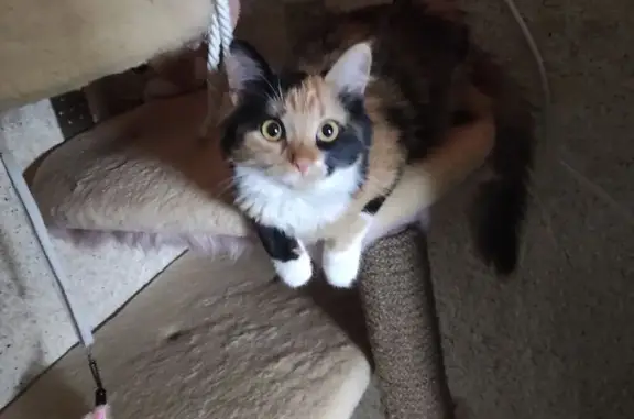 Зникла кішка з особливими прикметами в Звенигородці