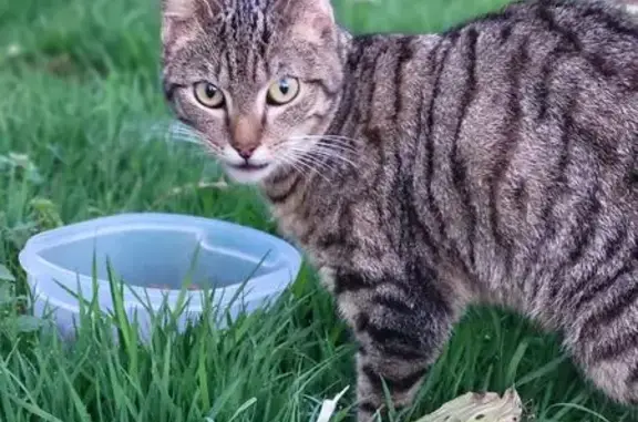Chat tigré trouvé, oreille particulière - photo