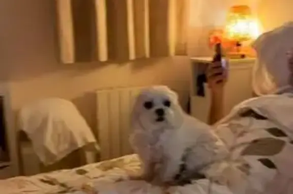 Chienne perdue à Cannes, laisse rose - photo