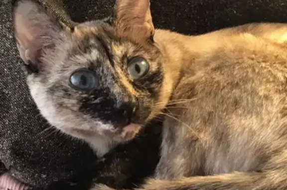 Gatita Perdida en Madrid: Con Chip y Arnés Rosado