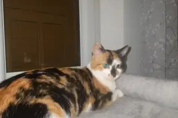 Chat disparu à Nice : tache noire sur museau - photo