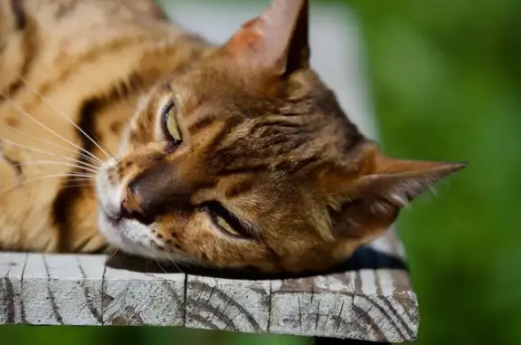 Chat perdu, L'Isle-d'Abeau, photo: Chat Bengal mâle perdu à L'Isle-d'Abeau