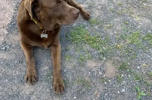 Chienne labrador chocolat perdue à Lusse - photo