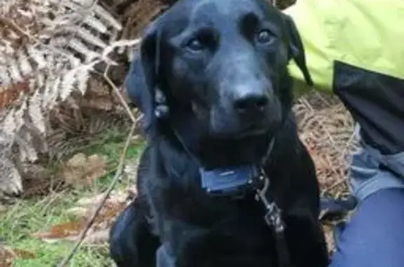 Labrador noir craintif perdu à Prée-d'Anjou - photo