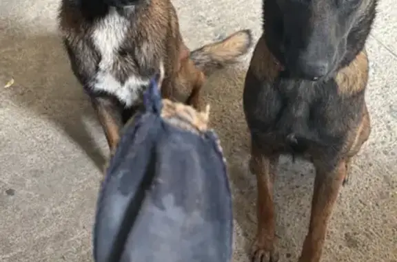 Animaux perdus Vacquiers, photo: Chiens perdus à Vacquiers le 25/02/26