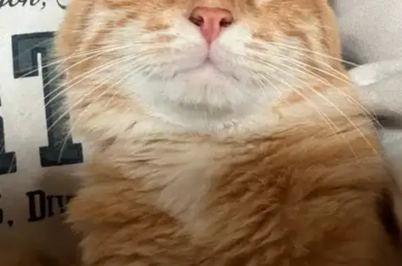 Animaux perdus Le Teil, photo: Chat perdu câlin et gourmand, Le Teil