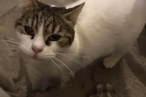 Chatte blanche disparue à Bandol - photo