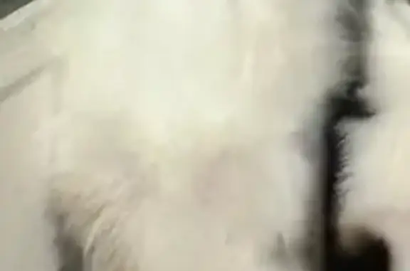 Lost pets , photo: Help Find Stormy: Toy Aussie in Alabama