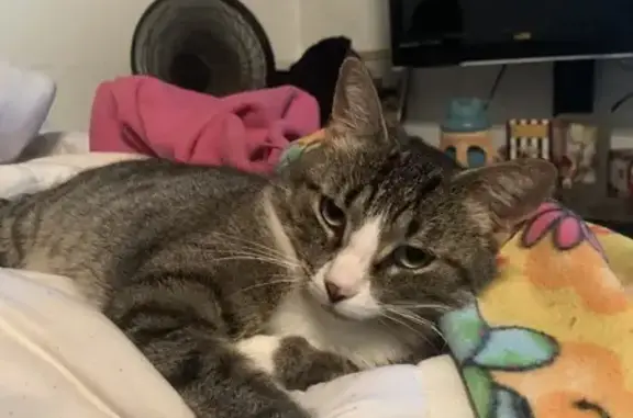 Lost Tabby Tobi: Help Us Find Her!