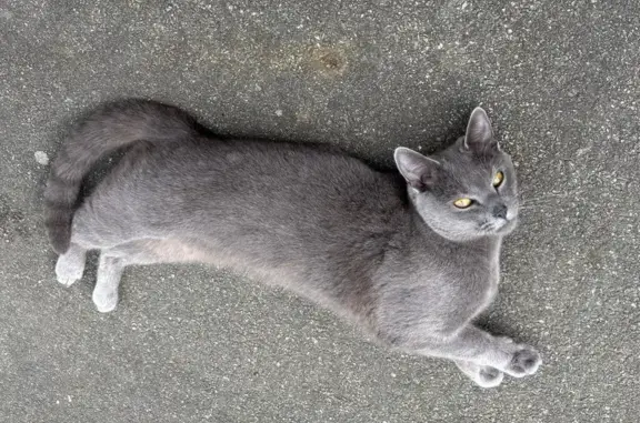 Animaux trouvés Bonchamp-lès-Laval, photo: Chat gris affectueux trouvé à Bonchamp