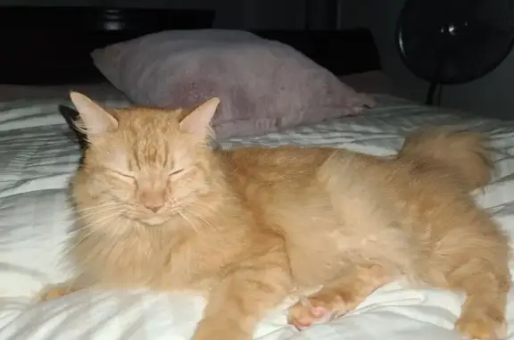 Lost pets Ocala, photo: Help Find Che: Missing Orange Cat in Ocala