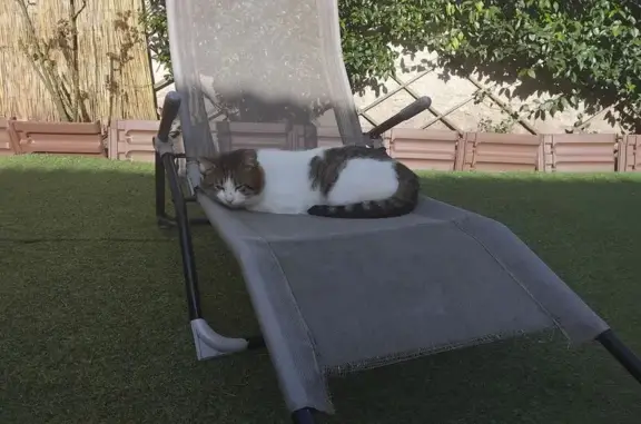 Chat trouvé, bien nourri, sociable, Livry-Gargan - photo